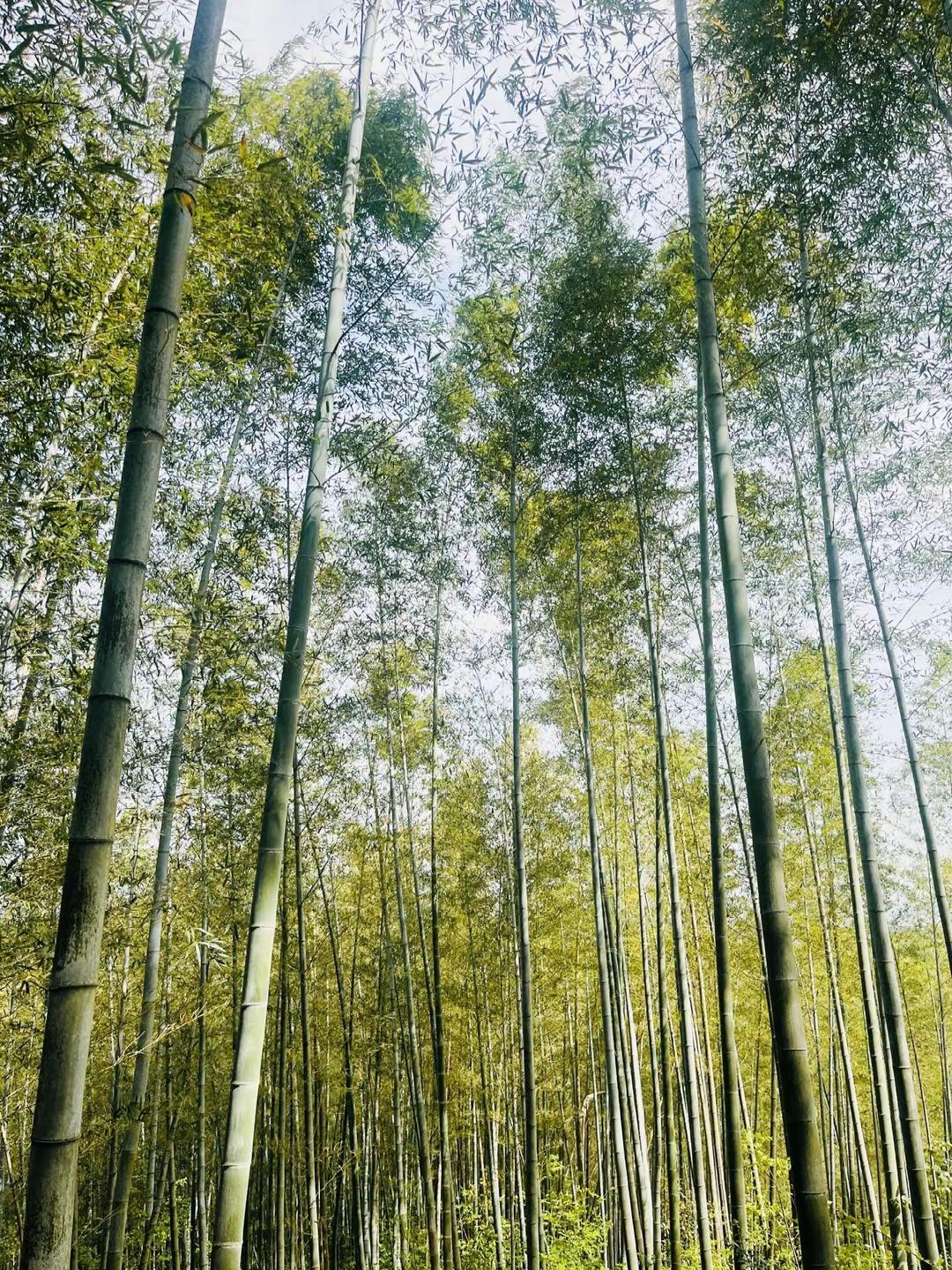 南北山头多墓田，清明祭扫各纷然 漫山遍野的毛竹 春 扫墓拜山 春茶采摘