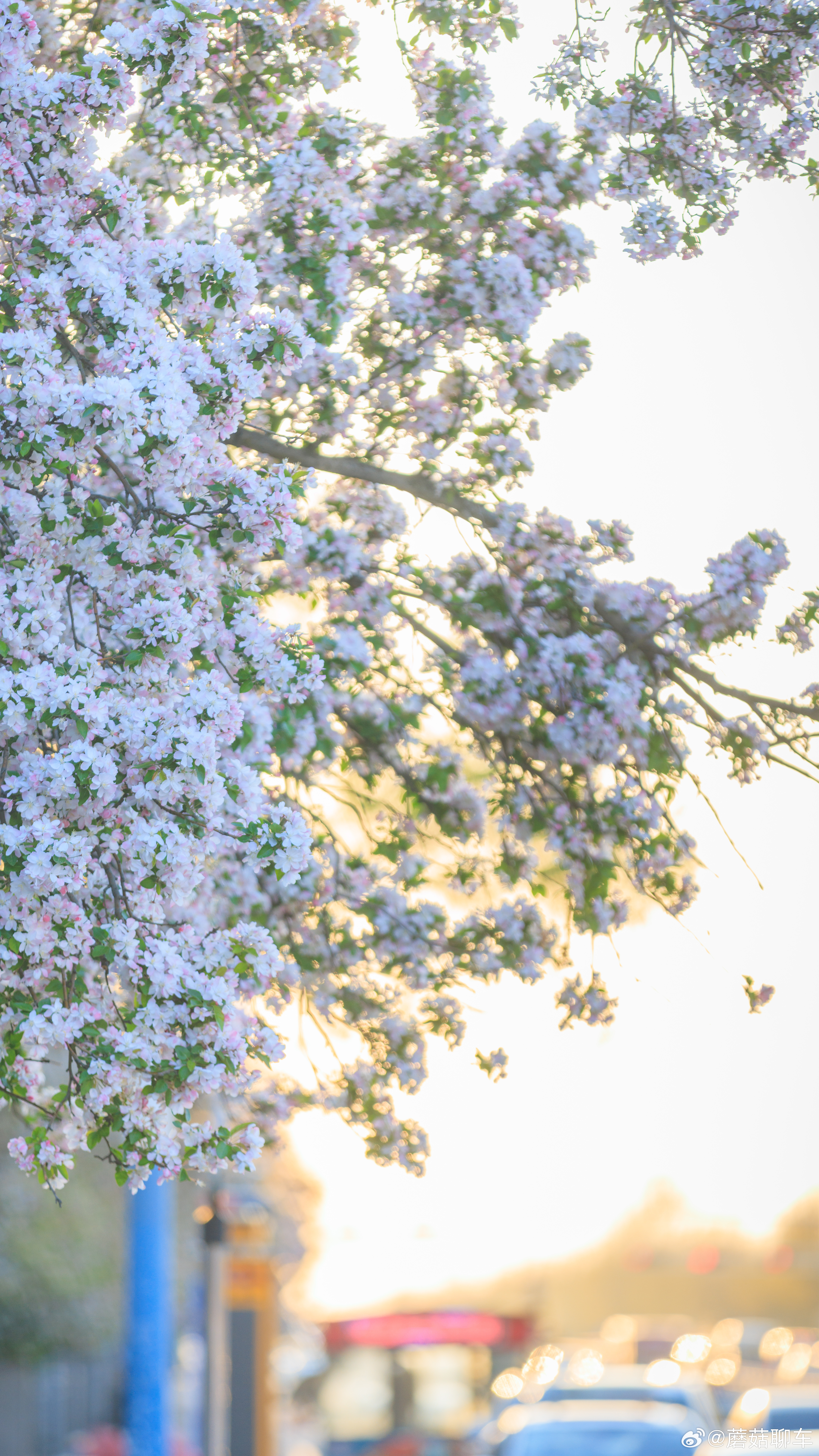 家人们～海棠花真好看啊清明节假期真的是赏花最好的时候～ 