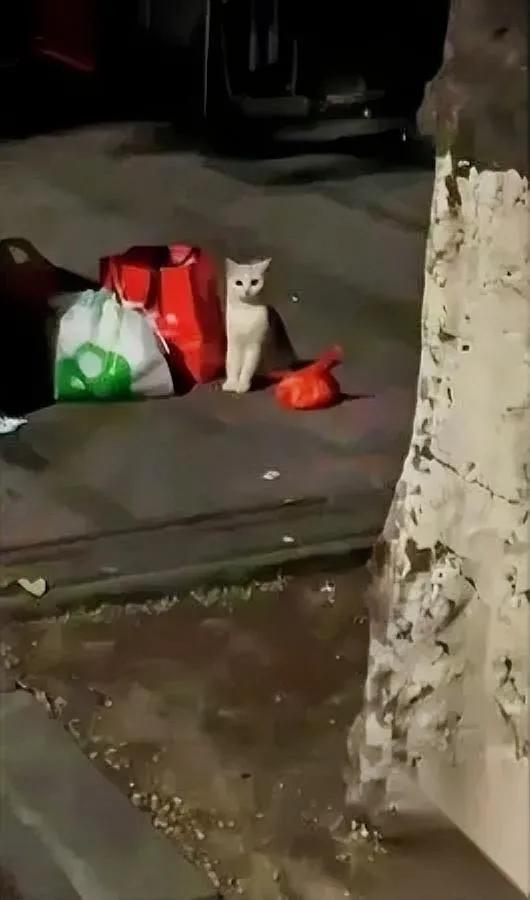 深夜垃圾桶旁看到只猫

它坐得笔直，旁边摆着家当

整整齐齐的猫碗和玩具，像场荒