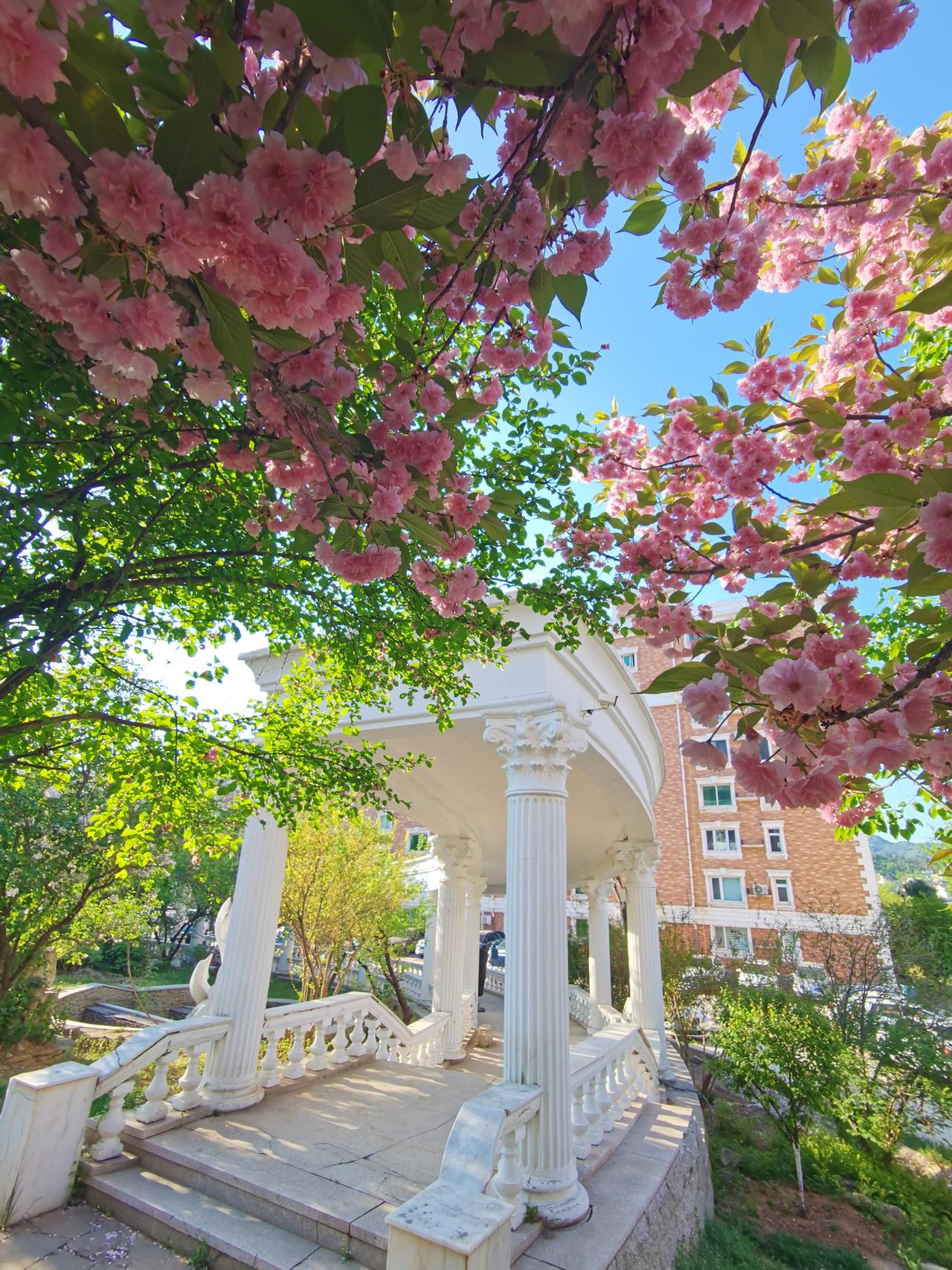 春天真的快要结束了，武烈河春花基本开败了， 避暑山庄的也接近尾声了。

但是不要