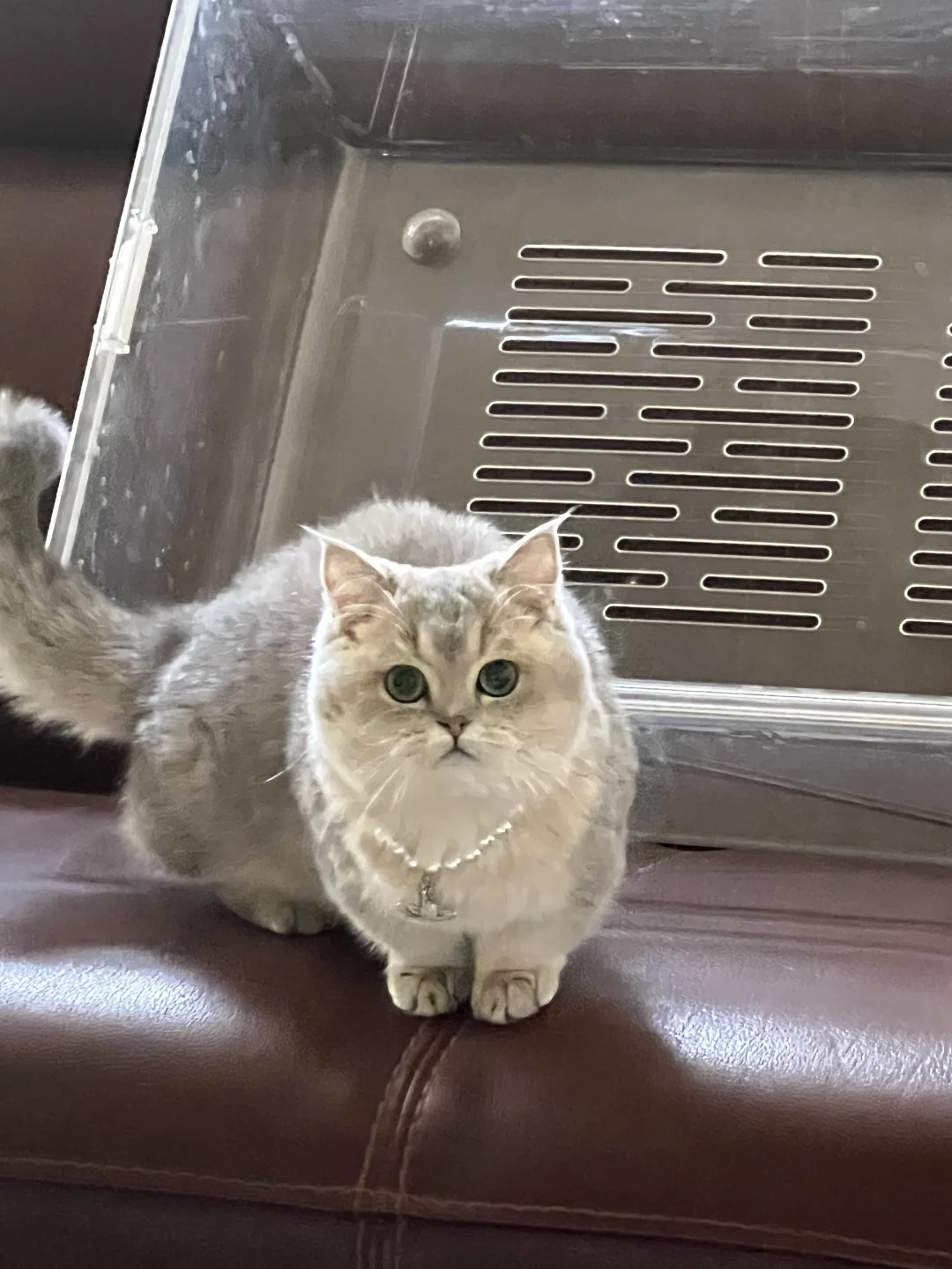 论西太后和小猫的适配度