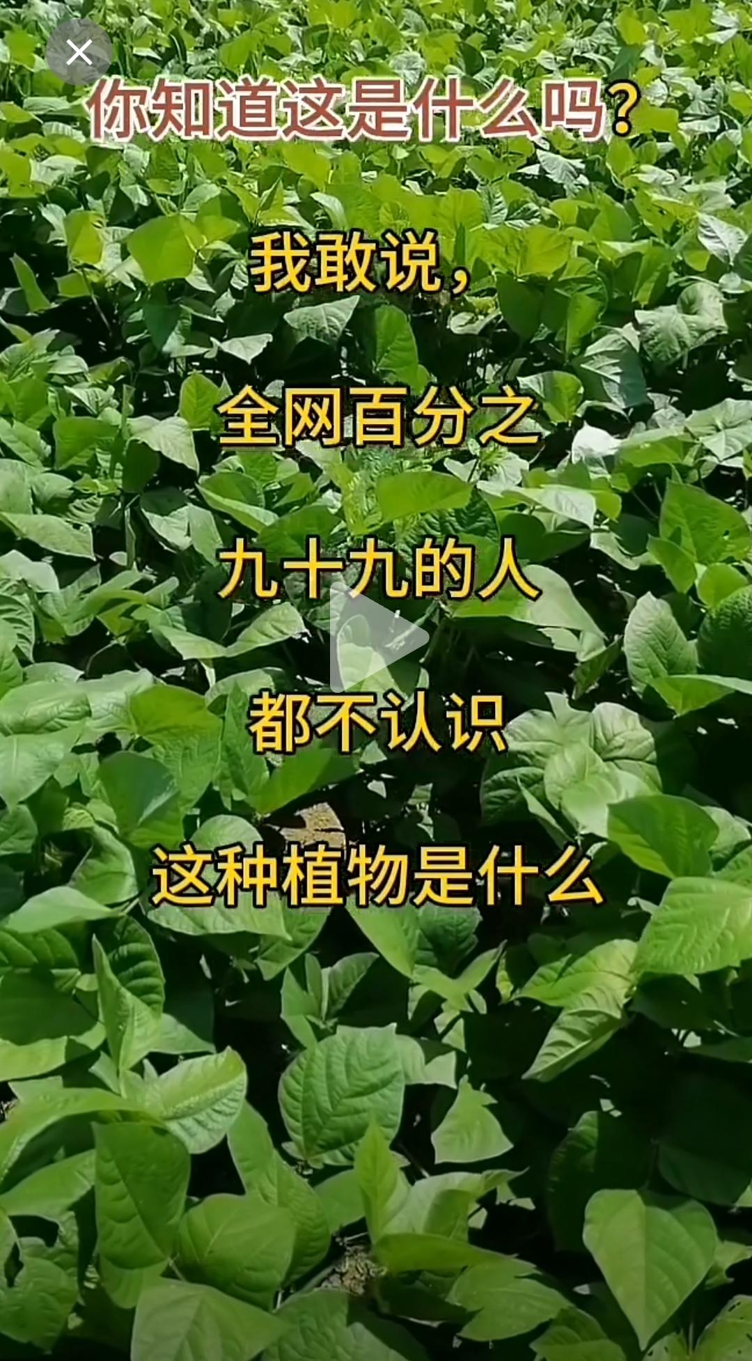 你信不信，这植物，别说城里人不认识，就在农村生活过的，估计也没几个人知道。
它可