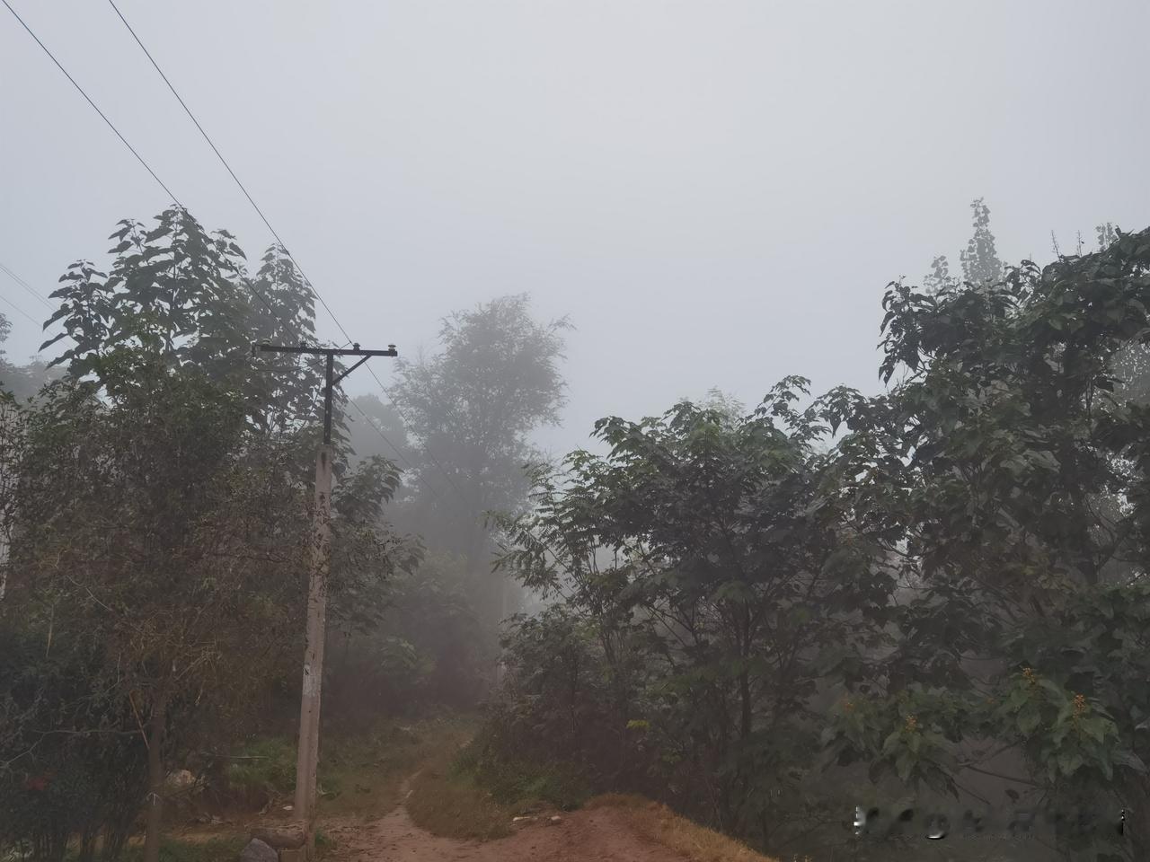 清晨的雾气把这小路裹得严严实实，跟给树林盖了层薄纱似的。看这土路上，湿乎乎的，电