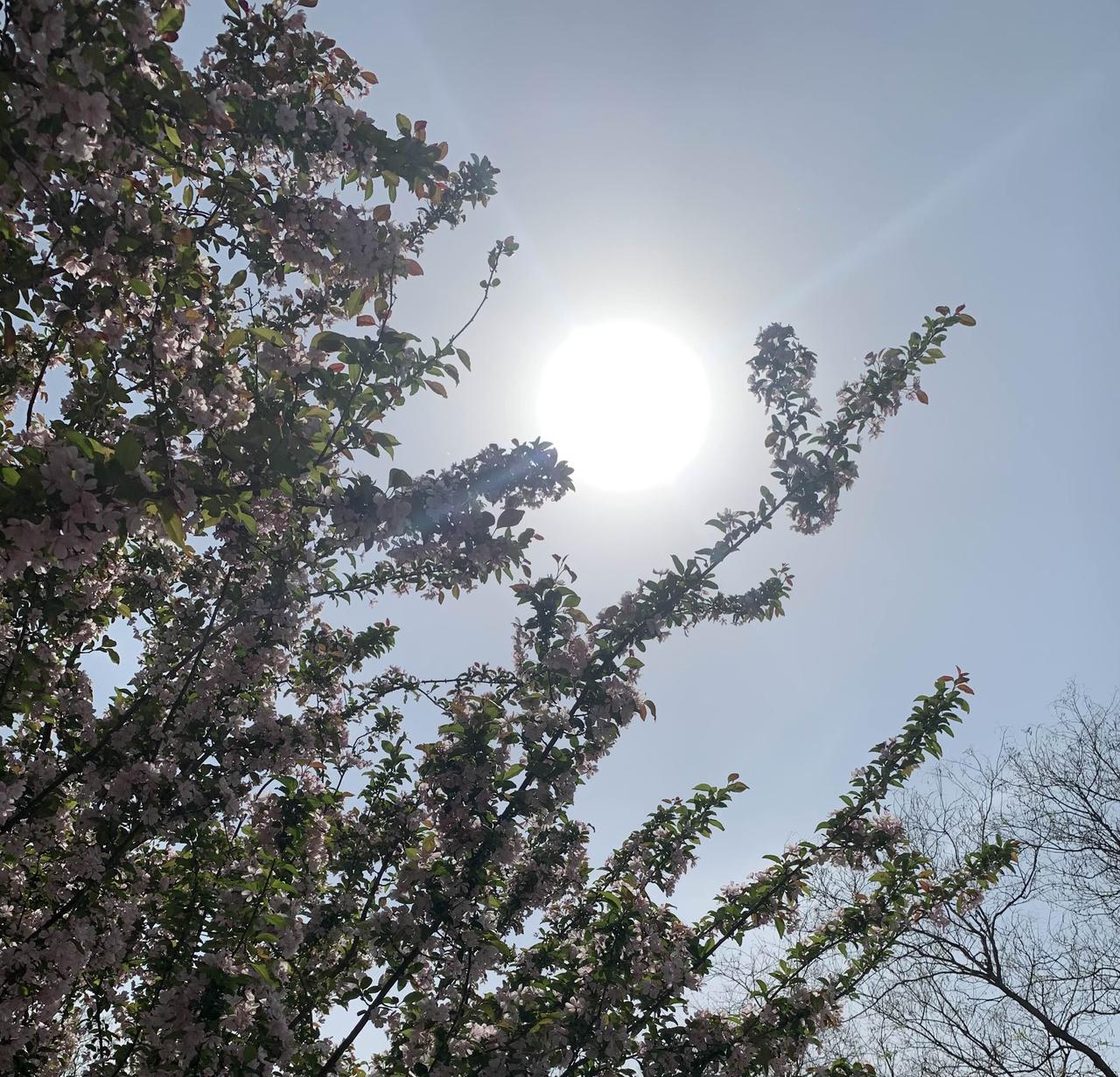 万寿公园看花继续打卡，湛蓝的天，漂亮的花，舒畅的心幸福，看花遛娃两不误。这就是幸