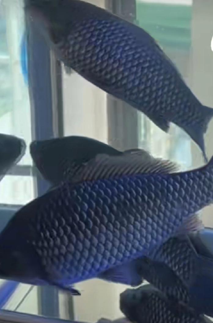 怕什么改什么，让鱼无“剌”。
鱼肉好吃，最怕小刺。科学家解难题。人民网发消息，中