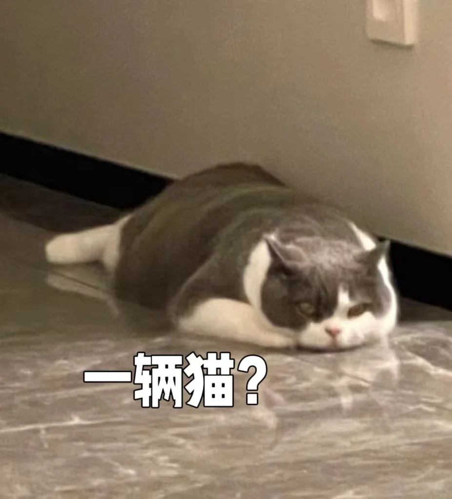 冒昧问一下，谁往我家停了辆。。。猫？
