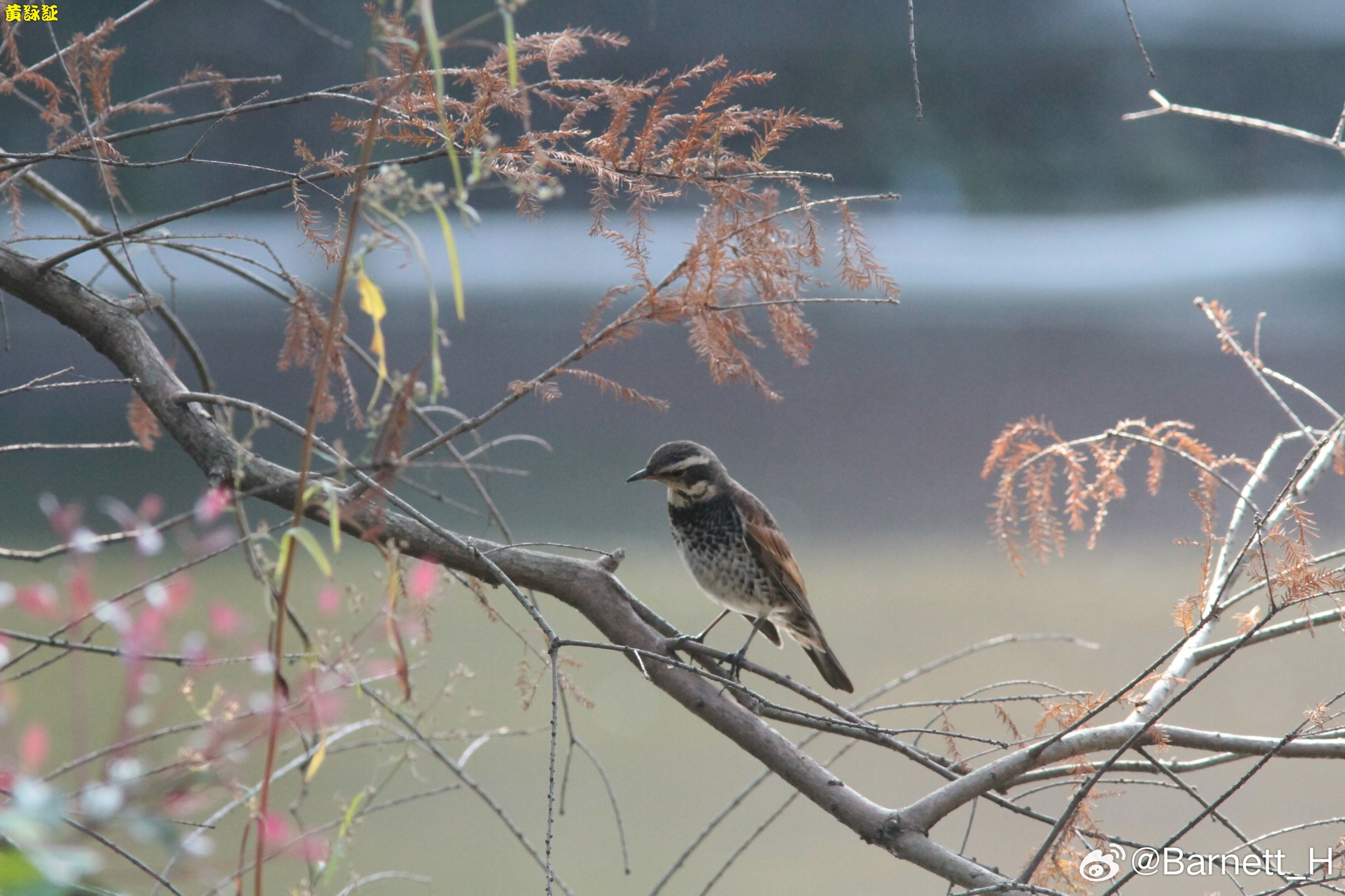 20260605，早安Turdus eunomus 斑點鶇，公鳥，站在落羽杉或其