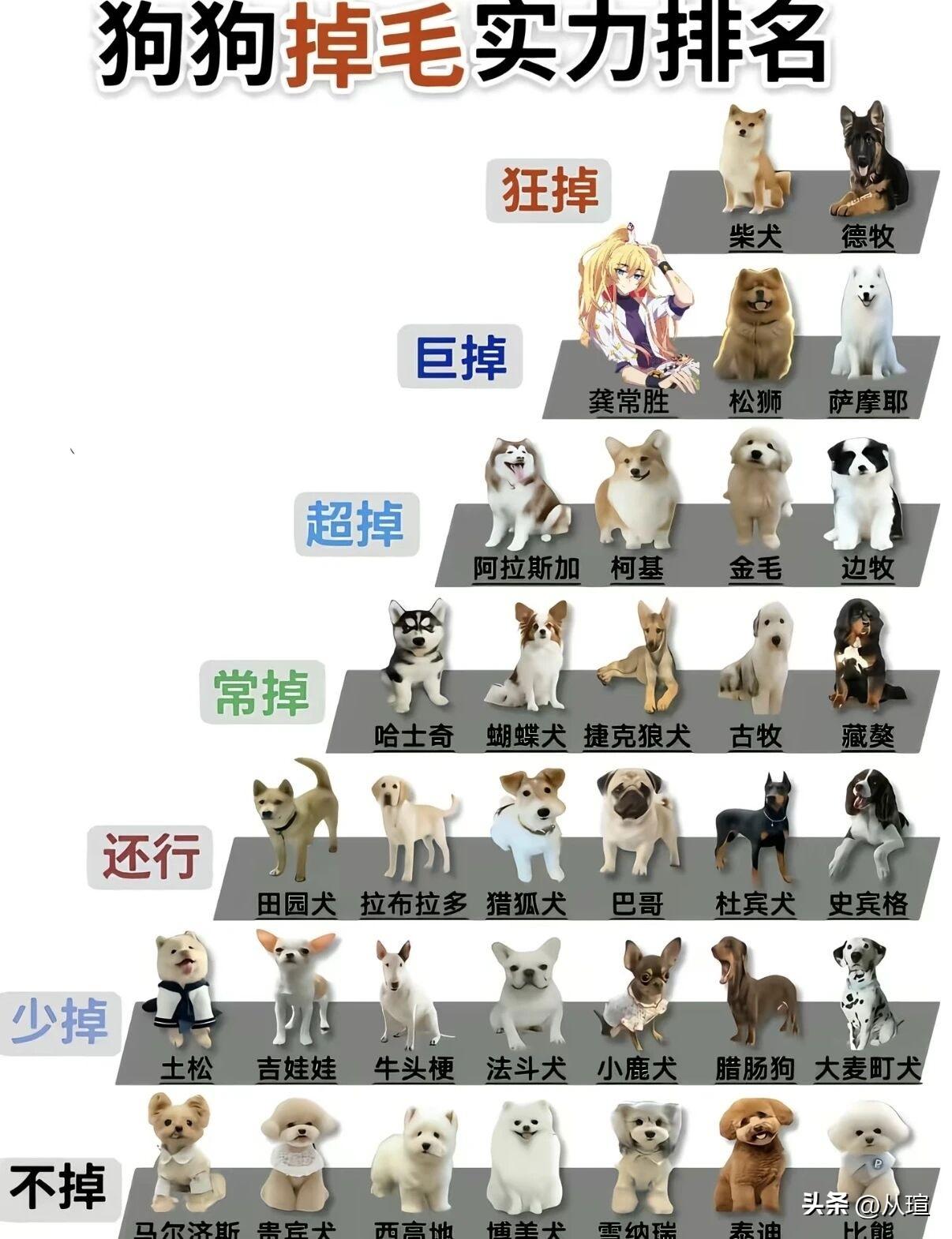 狗狗掉毛实力排名宠物