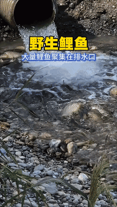 鲤鱼在南方连猫咪都嫌弃，现在已经泛滥成灾了，北方还拿它当个宝！[捂脸]