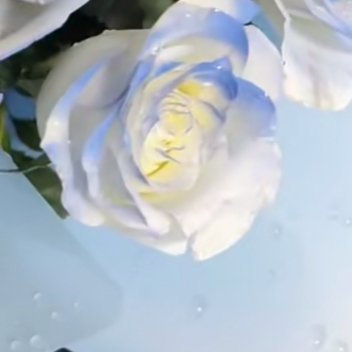 0000 蓝玫瑰的种植方法：1、土壤条件疏松肥沃富含有机质的微酸性土壤适宜。需水