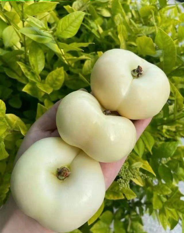 🍑玉雪团儿卧掌间，甜汁儿在舌尖炸开银河🌌！这口鲜灵，是盛夏偷藏的月光呀✨