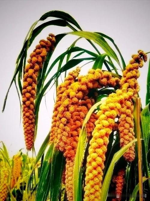 #上联：月映荷塘秋色艳，诚邀下联#
月映荷塘秋色艳，
风吹稻谷夜光摇。