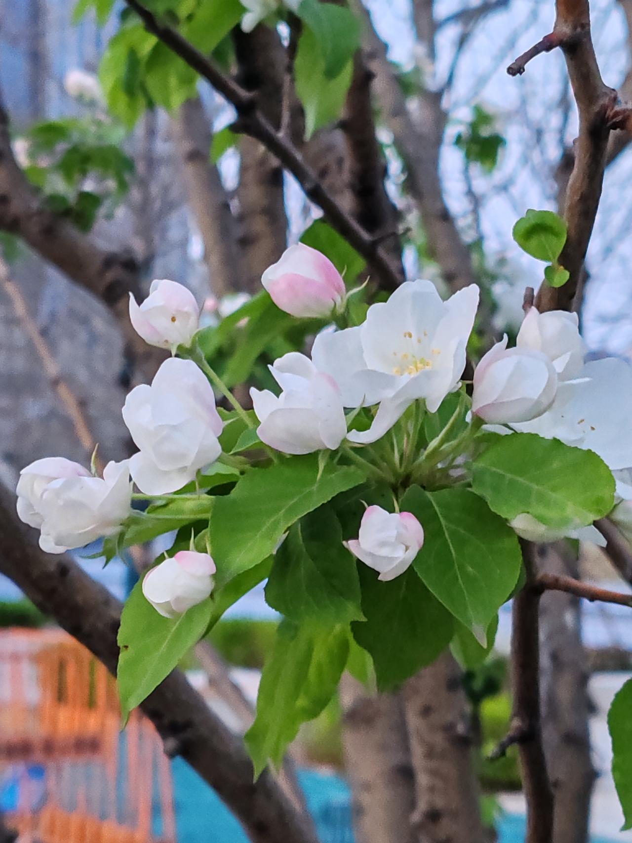 春天值得观赏的花繁多，除了桃花，诸如红梅、玉梅、绿梅、腊梅、宫粉梅、榆叶梅，杏花