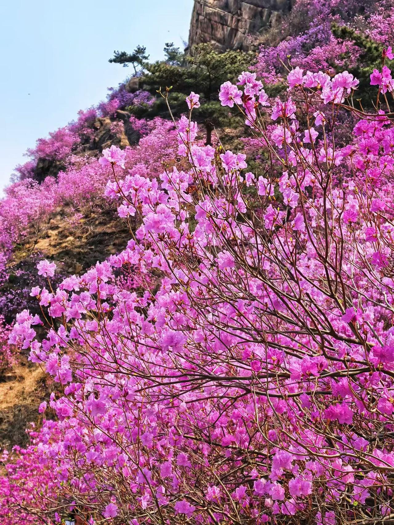 行走在春花烂漫的季节里，感受着春风得意马蹄疾的幸福。