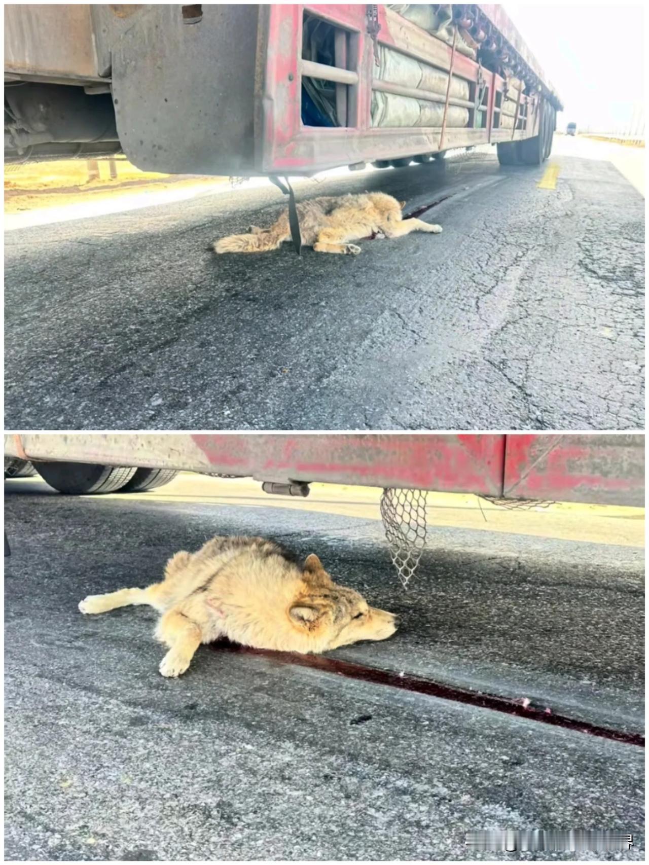 可惜了，曾经走红的可可西里狼疑似遭遇车祸了，这只一度被网友视为电子宠物的网红狼不