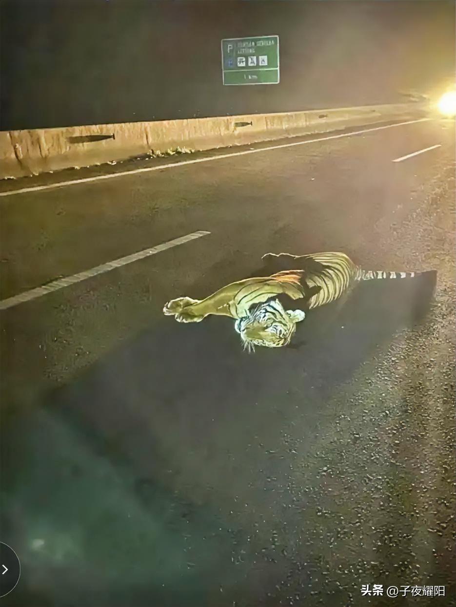 见过路上撞死猫，撞死狗的，很罕见有撞死老虎的。外国一倒霉蛋司机就遇到了这样的事，