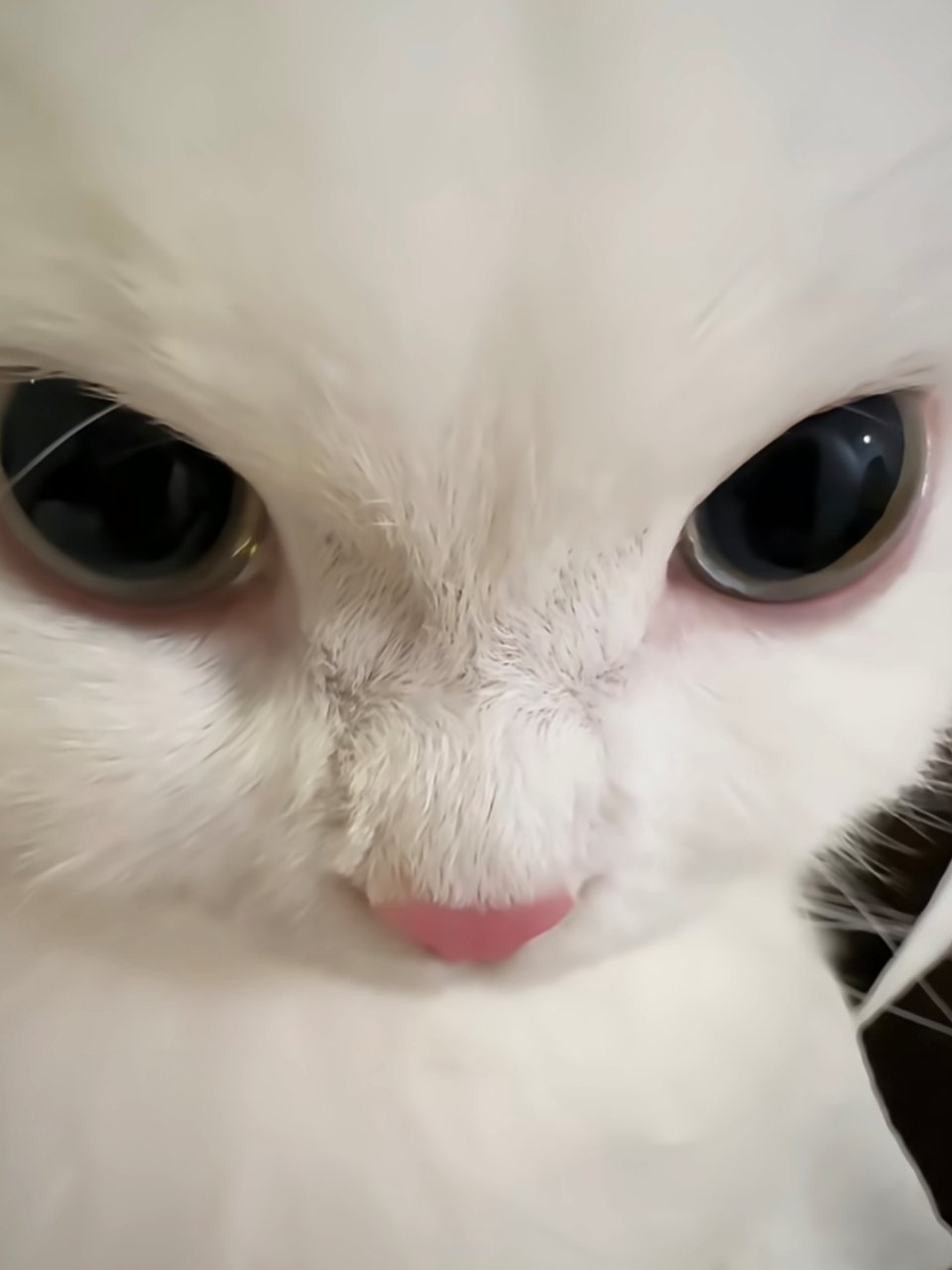 阿尔派积累之爸妈别艹了！出来给我找猫条！我要吃猫条！ 