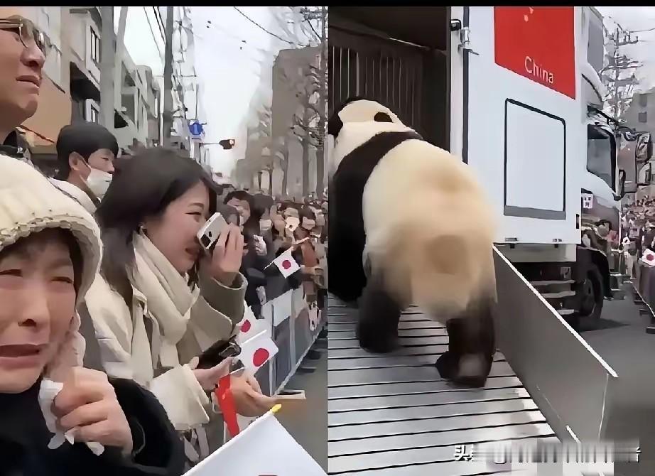 这俩熊猫看得我直乐，日本人把送别搞得跟生离死别似的，但这俩货倒好，主打一个“没心