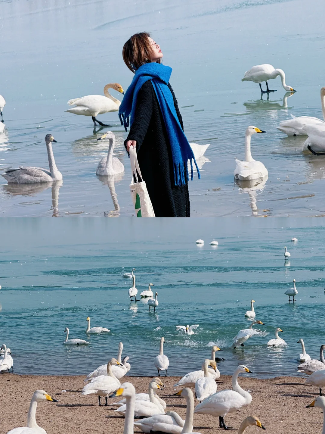 真不在国外❗️在山西❗️与天鹅准时赴约啦！