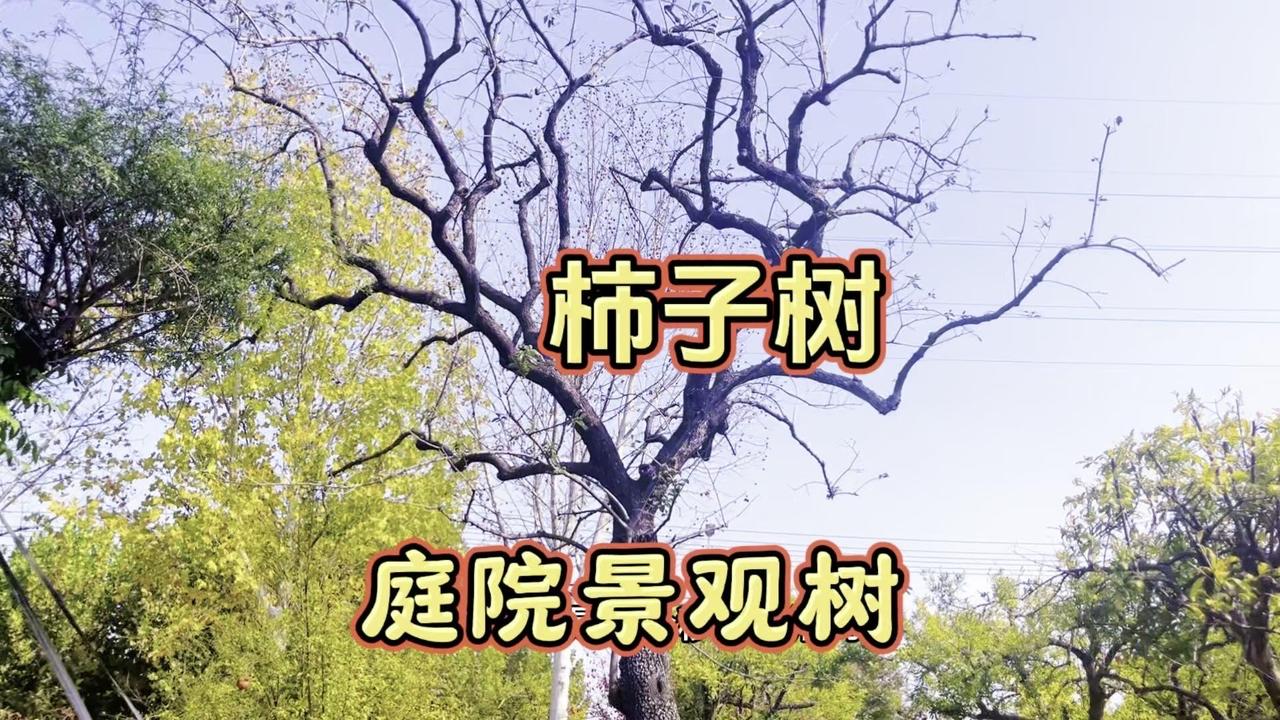 🌳今天给大家分享两棵庭院景观树——柿子树和广玉兰。

1️⃣庭院柿子树
骨架非