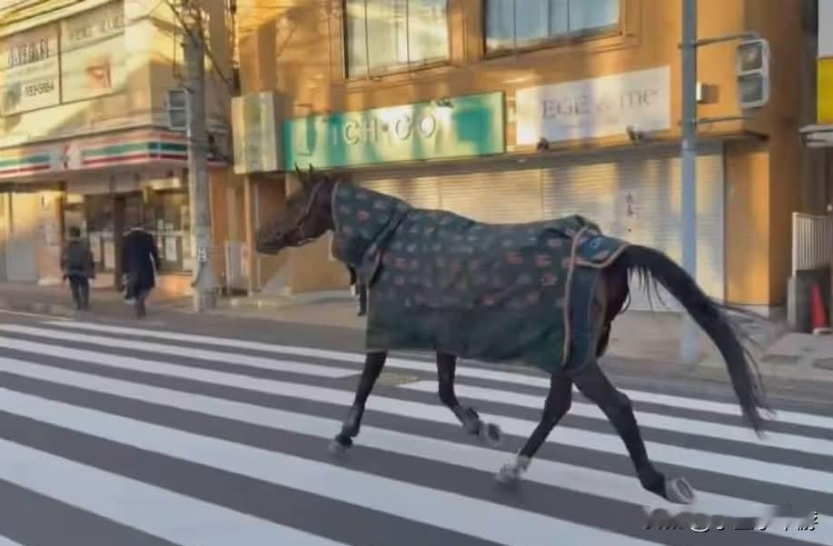 马匹也会“逃学”？日本神奈川县川崎市发生一起马匹逃离校园，并在马路上游荡的事件。