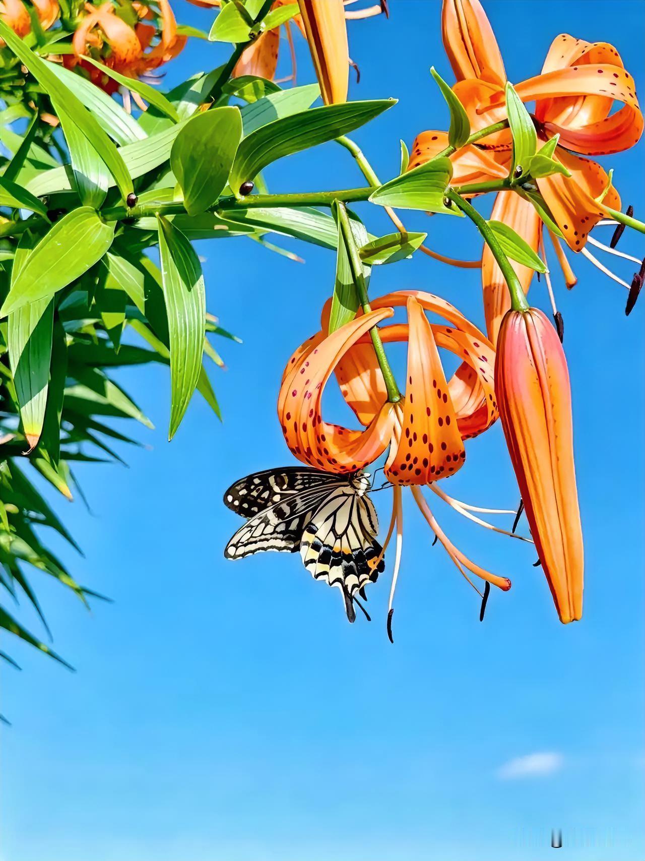 蝴蝶停在橙色花上，真漂亮！