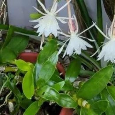 昙花（卡杜普尔午夜昙花）不是普通大叶昙花，斯里兰卡珍稀夜开昙花，只在午夜绽放、天