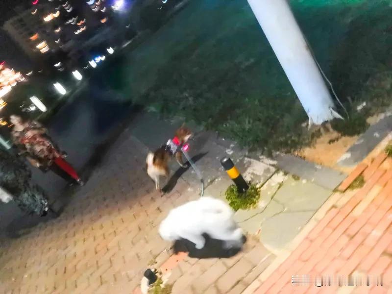 不文明养狗现象的根源，可不就是那些不文明的人嘛。就拿遛狗不牵绳来说，有些狗主人觉