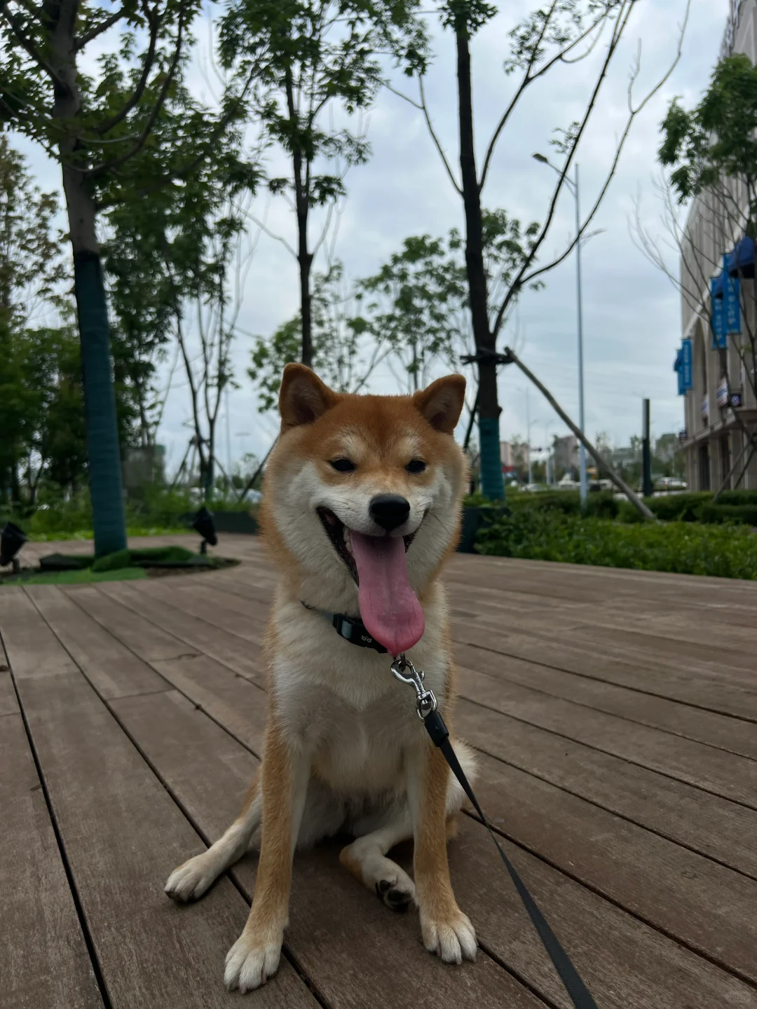柴犬专属坐姿