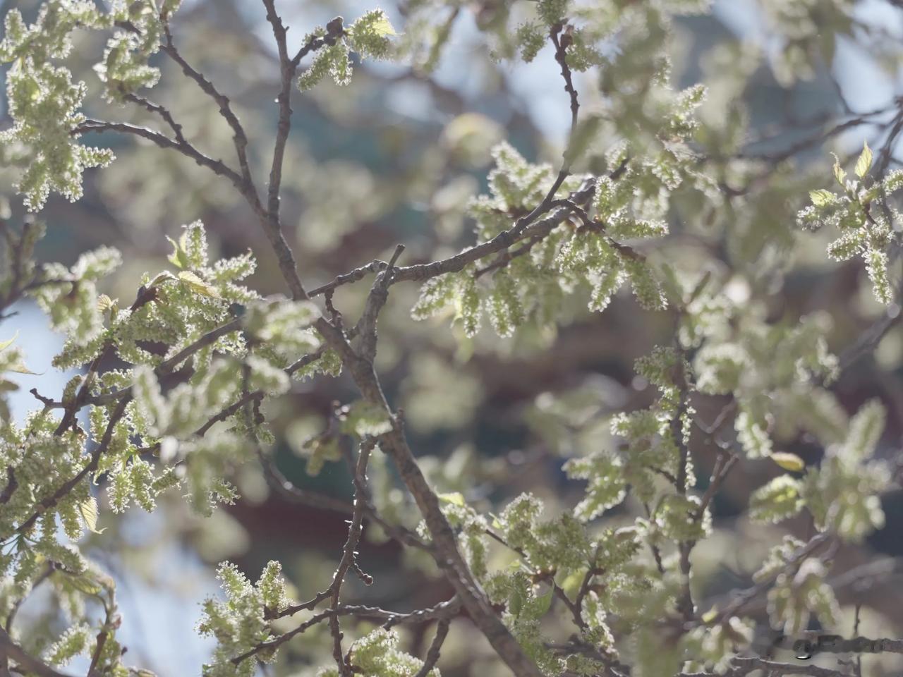 这几天呼和浩特乌素图法禧寺号称三百多年树龄的“菩提树”开花了，不少游客慕名而来。
