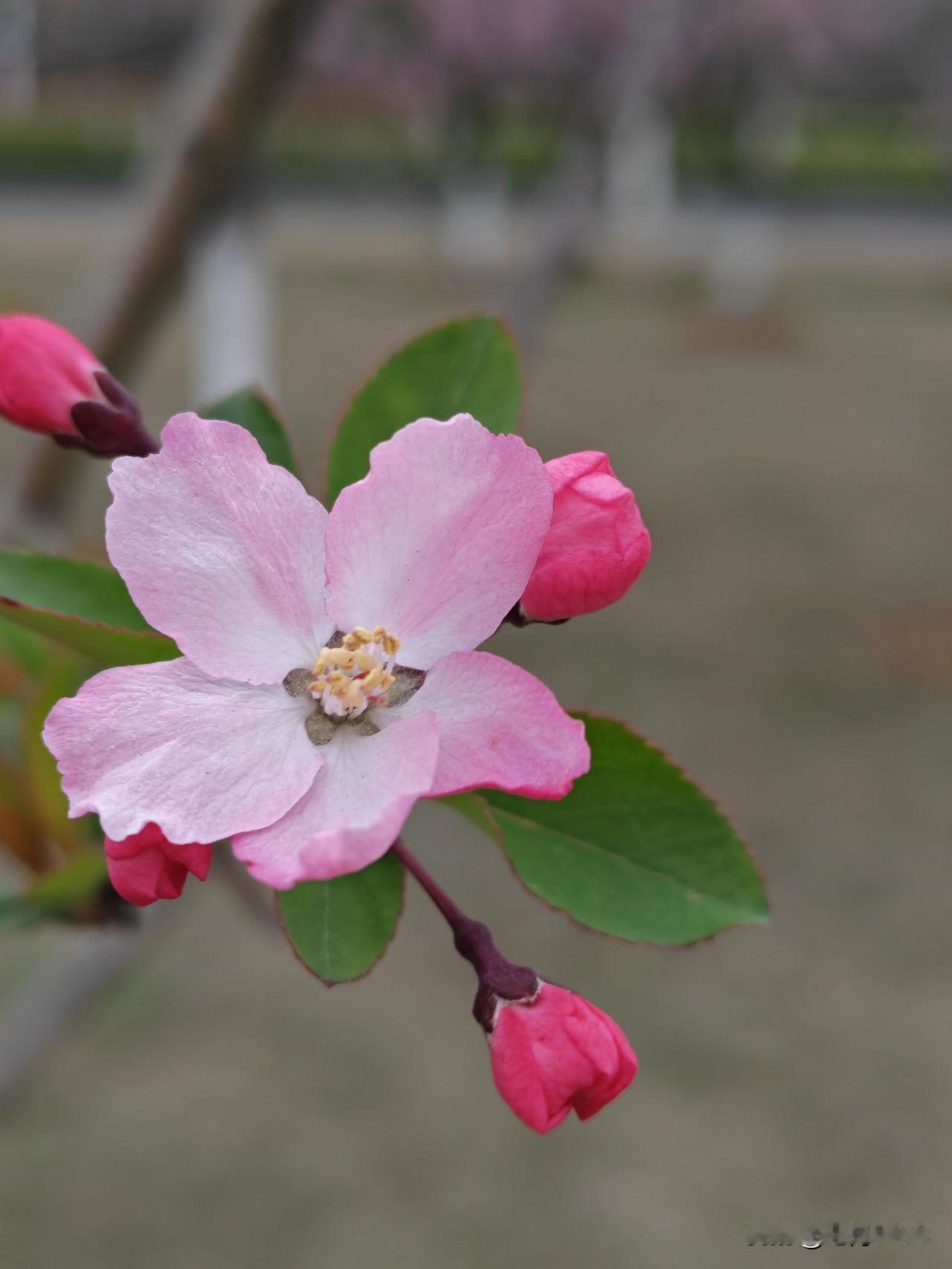 垂丝海棠，次第花开。