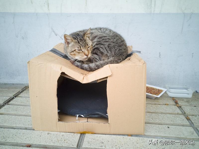 昨天出门取快递的路上，偶遇一只“流浪猫”，它看起来很瘦很小的样子，不知道是否有主