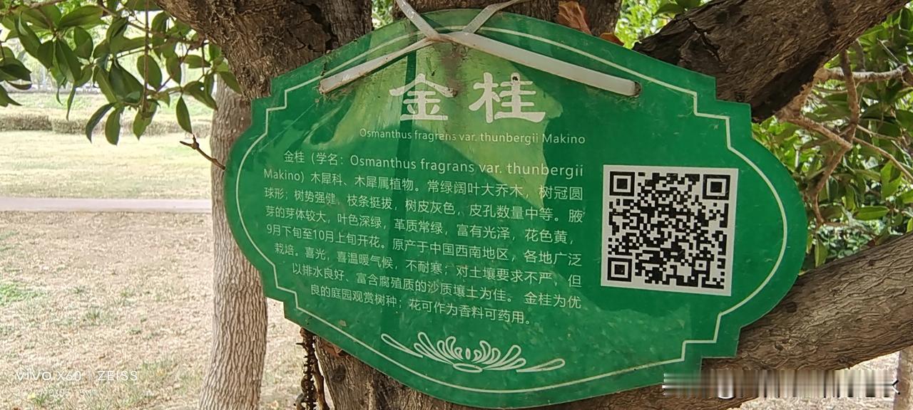 #看看你手机相册里的桂花#