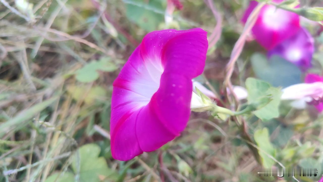 #分享你手机中的花花草草#