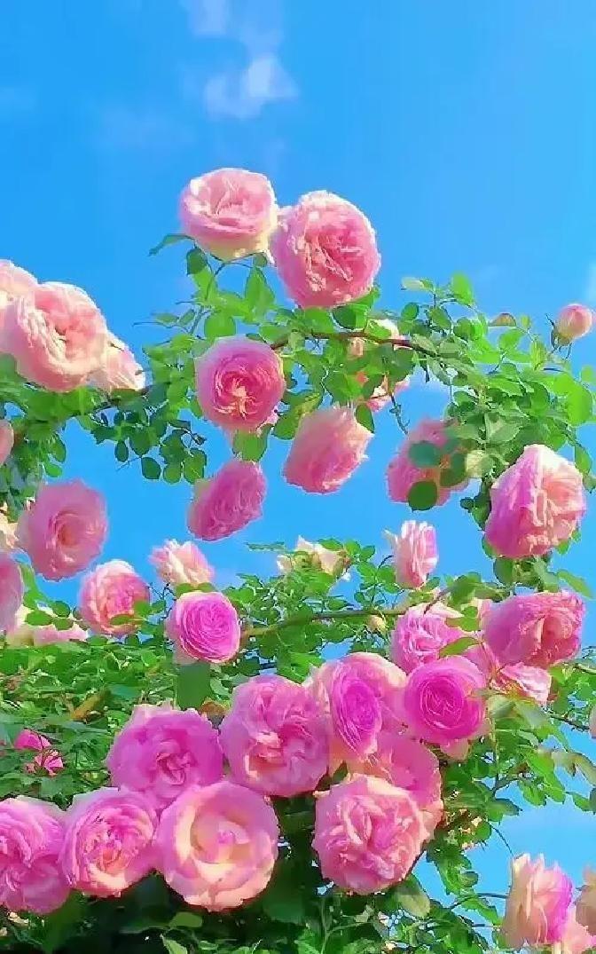 社科院报告说七成九五后支持恋爱AA，我第一反应是松口气。
去年我跟前任吃饭，他扫