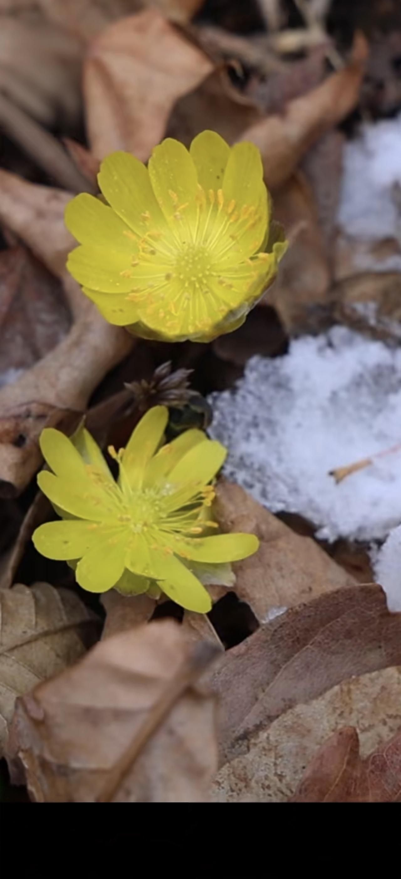 与痛风斗争的历程188
 
   今早起床，浑身关节倒还算正常，可两只脚总隐隐有