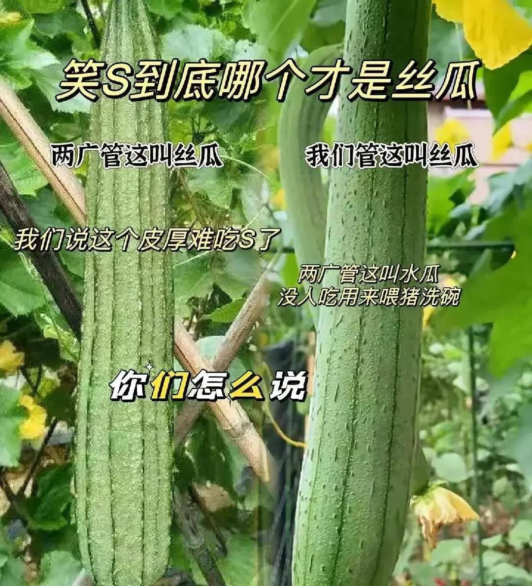 左边的是丝瓜吧？右边的在我们那地方叫做水瓜，在广东这种瓜也是当丝瓜吃的，一般都是