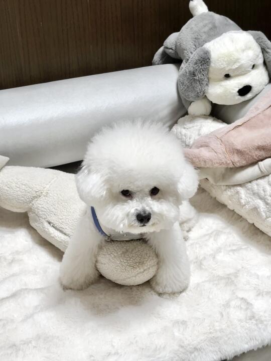小狗懵懵的