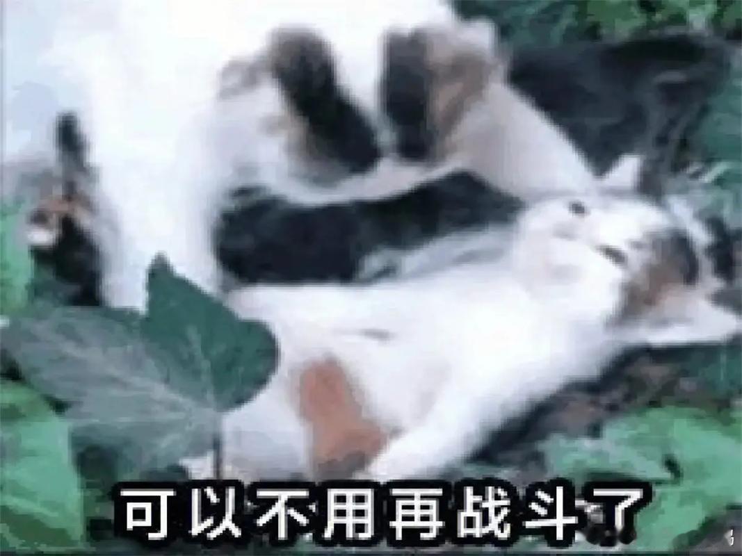 我知道大家还是喜欢聊精神力和场外，因为这样聊起来有意思，但看了这最后半场就知道说