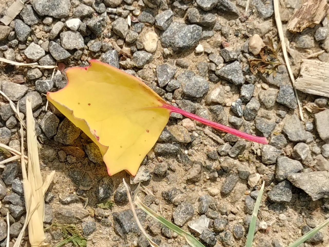 看见屋瓦湿，方知雨飘落，
枝条穿风透，铺地黄叶多。
#风吹木叶落深塘# #山明水