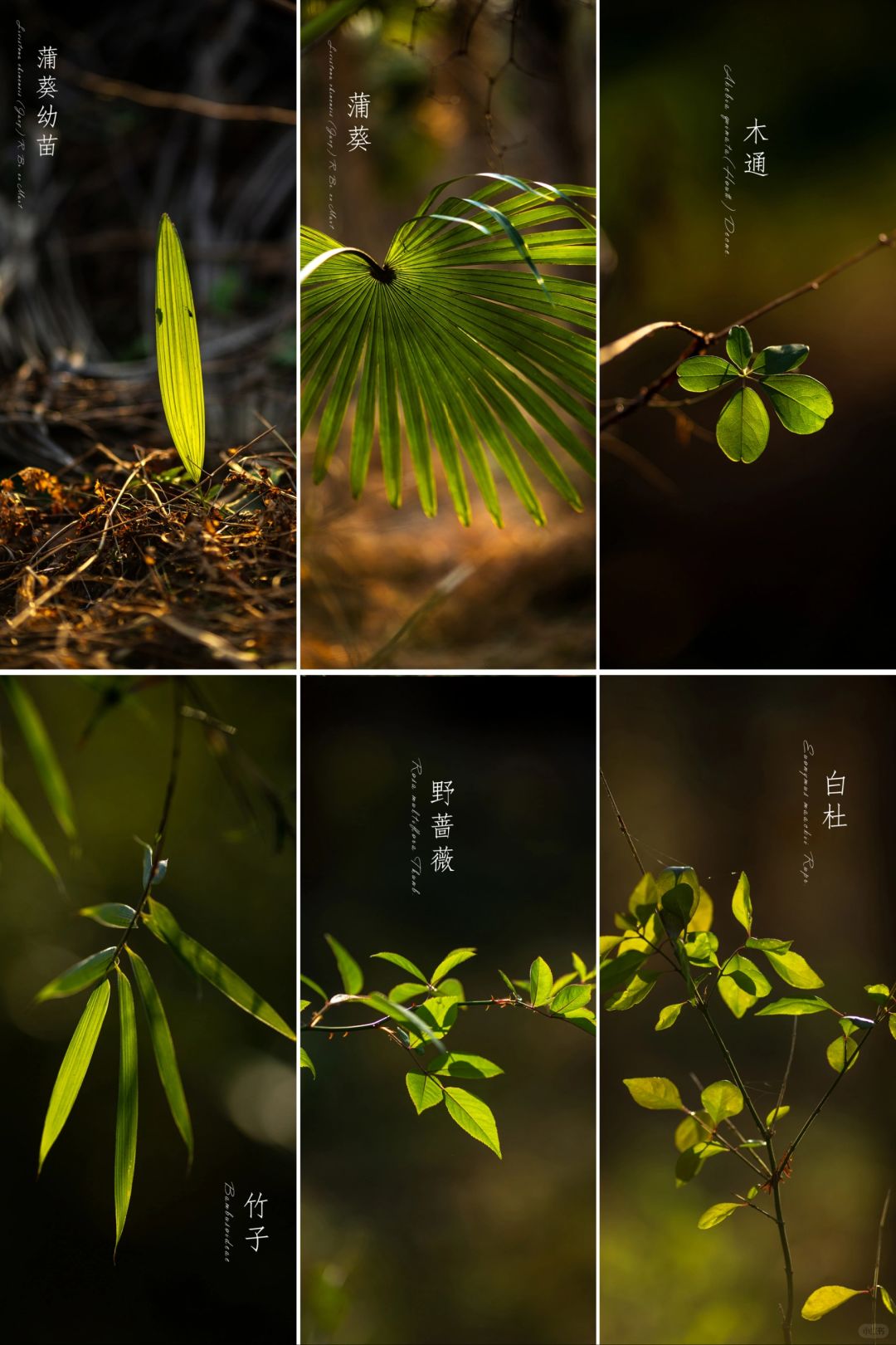 小寒有“绿”意|植物摄影美学