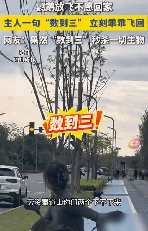 “笑不活了！”四川成都，女子喊两只放飞鹦鹉回家，鹦鹉不听。

我作为土生土长的四