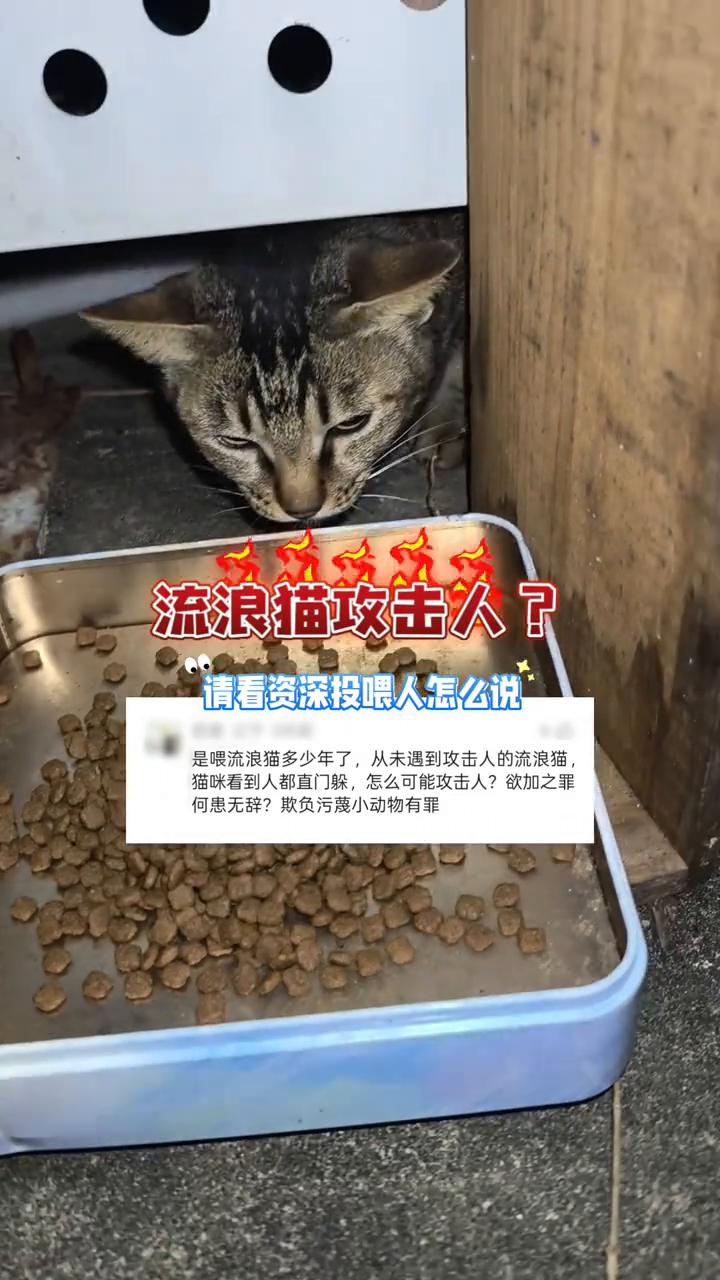 流浪猫攻击人？请看资深投喂人怎么说。
是喂流浪猫多少年了，从未遇到攻击人的流浪猫