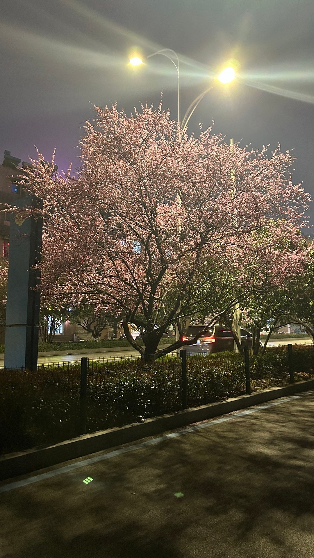 🌸[月亮] ​​​