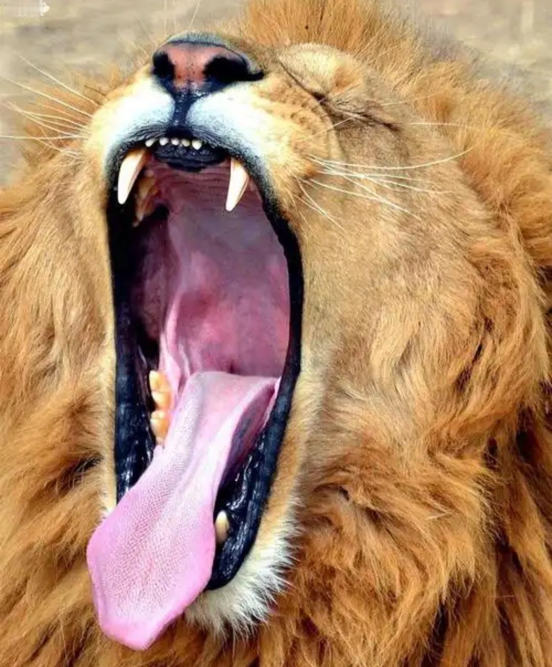 关税强夺遭法槌，贾竖旋即对十六大贸易体启301调查。其由昔之“产能过剩”，转至"