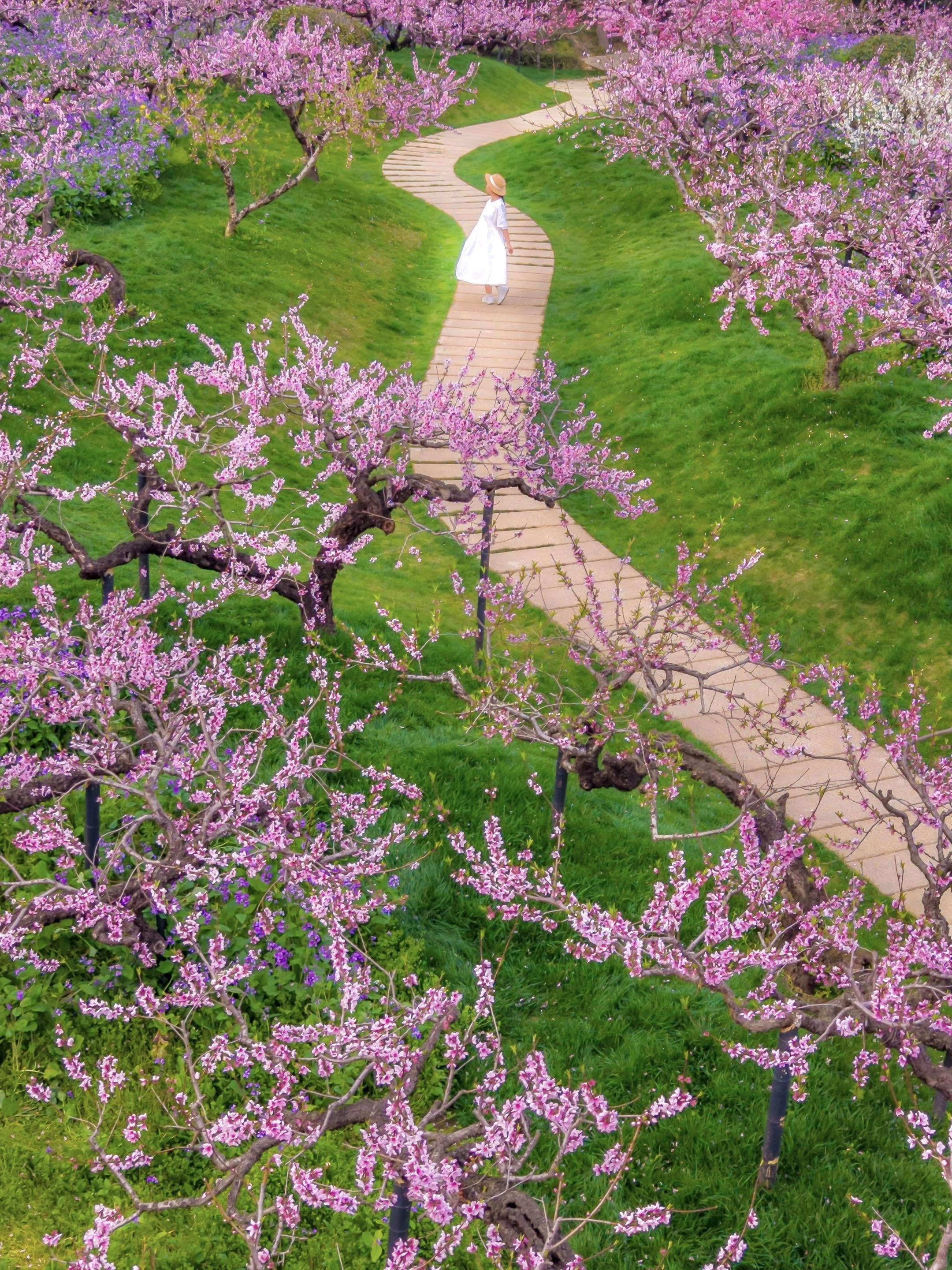 一个春天最喜欢的赏花路线。强烈建议给江浙沪的打工人放个春假！我姐妹嫁了...