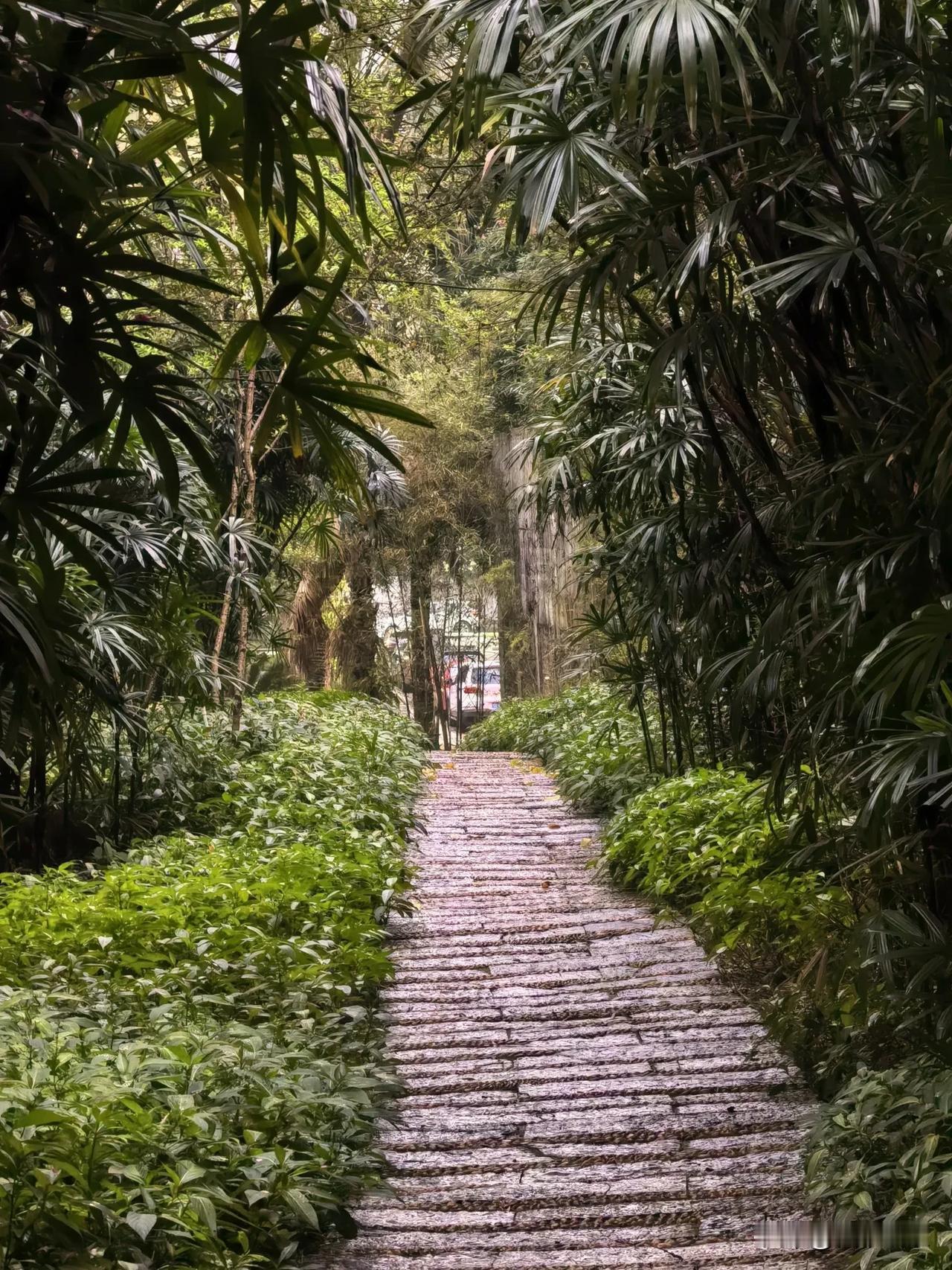 晒图笔记大赛傍晚，雨停，路湿，我独一人在家门口公园的林间小道上穿行。