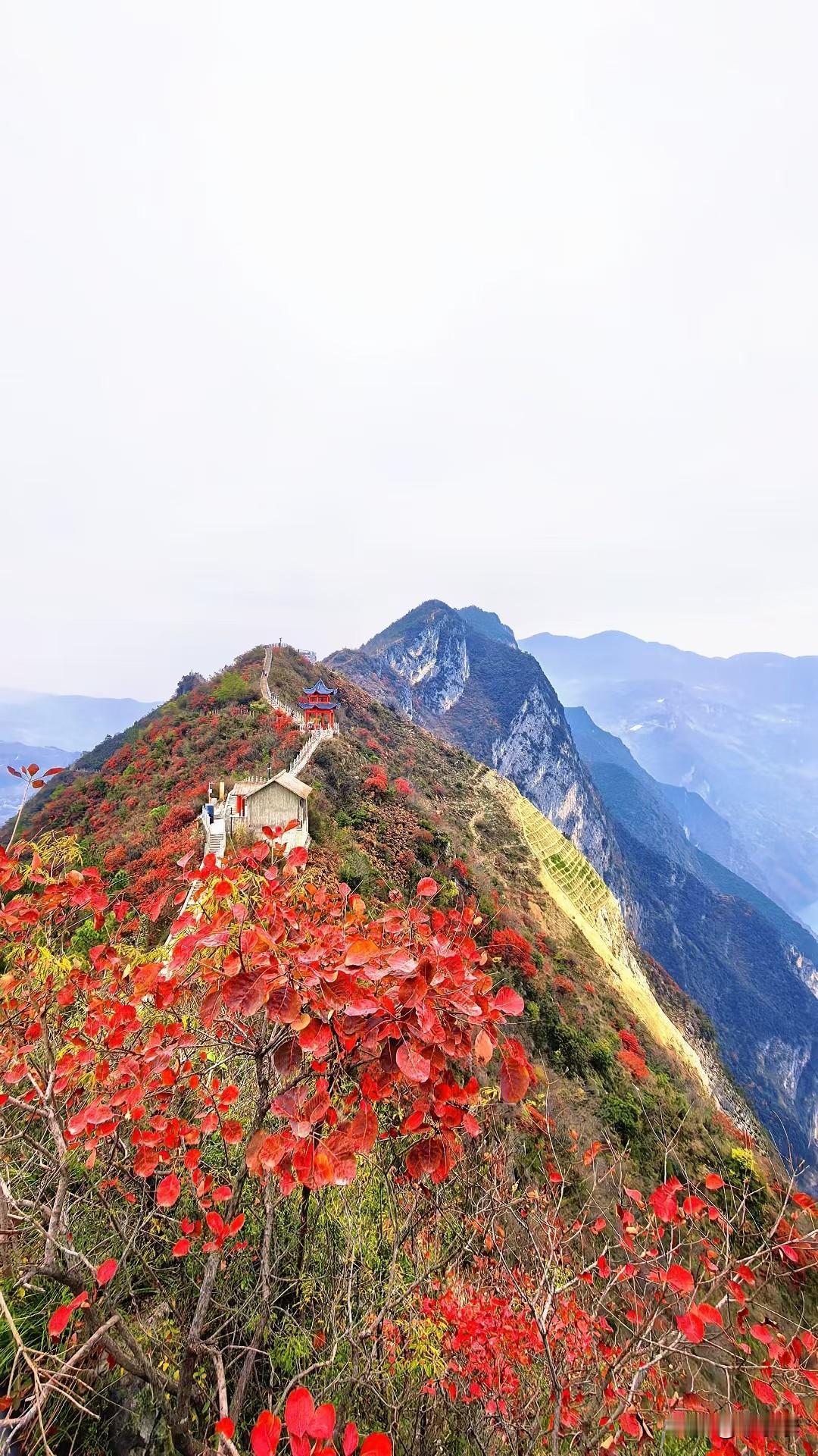 冬日生活打卡季爬巫山看红叶啦