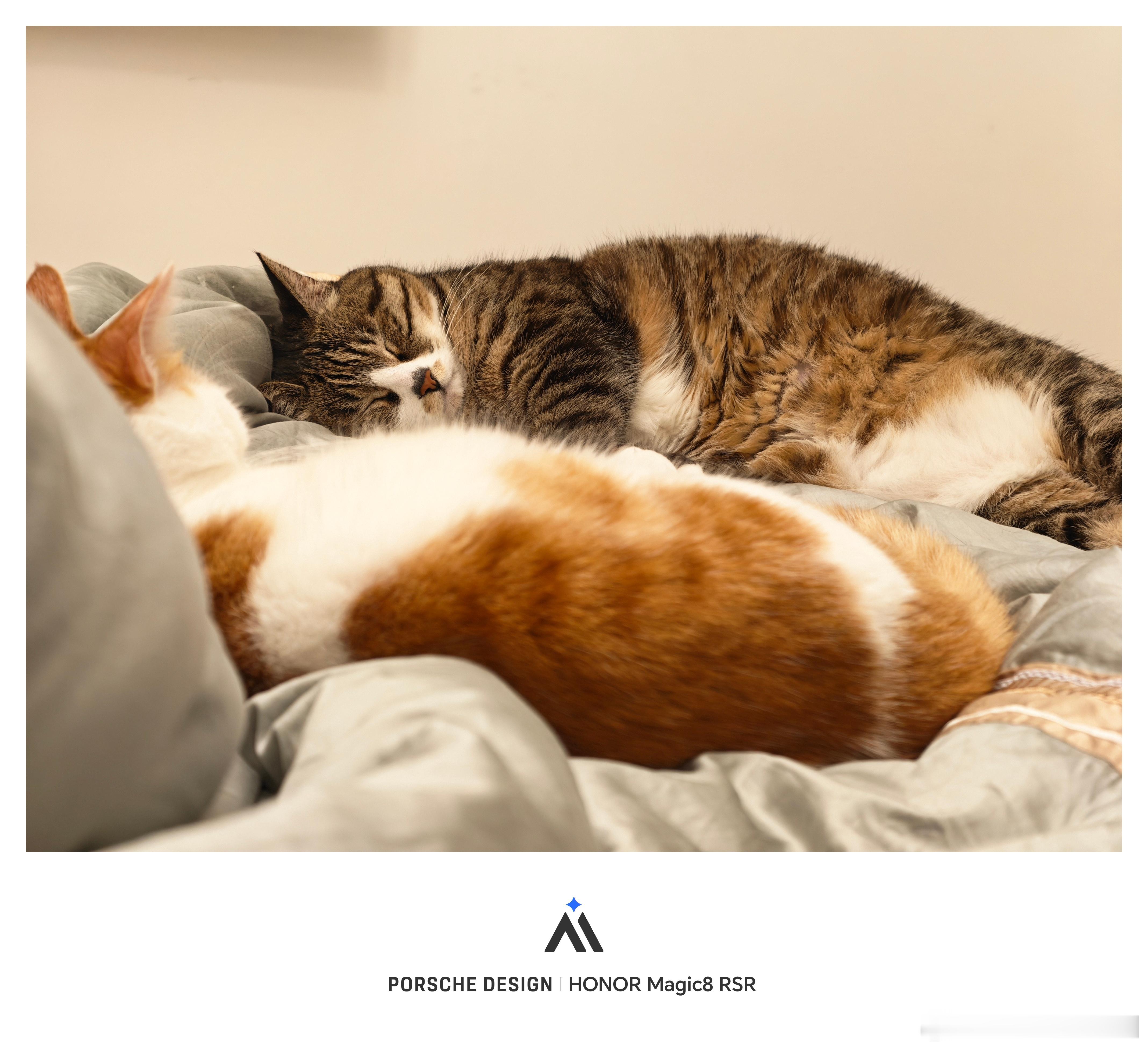 这几天成都降温中，喵悟空和橘二，两只在被子上睡得香香的夜深了，晚安～ 