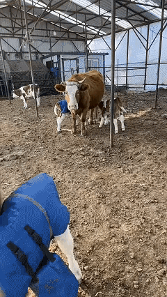 笑不活了！最近在黑龙江，有个大姐去自家牛场喂草，瞅见一头母牛正给别家小牛喂奶，自